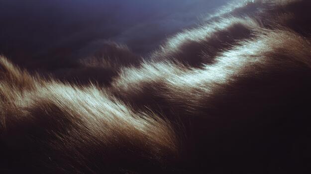 Sunlight dancing on golden grass in a tranquil field photo