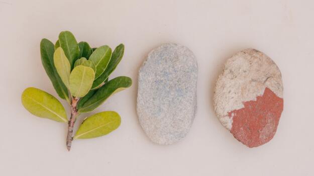 Nature elements arranged on a flat surface for display photo