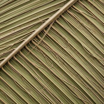 Close up view of the intricate natural texture and pattern of a dried palm frond with its central rib visible photo