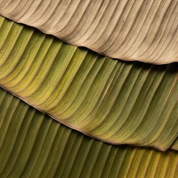 Close up abstract view of overlapping dried banana leaves showing textured veins and a gradient of earthy colors from tan to green photo