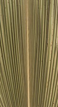 Close up view of the intricate parallel lines and textures of a dried palm frond revealing its natural structure photo