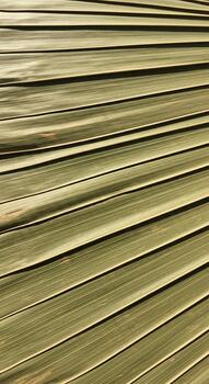 Close up abstract view of dried palm frond segments with parallel lines and natural texture photo