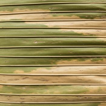 Close up view of parallel textured green and tan dried palm frond leaves creating a natural organic background pattern photo