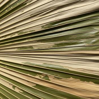 Close up abstract view of a dried palm frond showing intricate linear textures and natural color variations photo