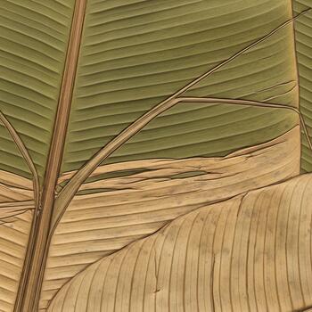 Close up view of overlapping dried and green banana leaves showing intricate textures and vein patterns photo