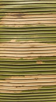 resumen antecedentes de apilado natural bambú tallos con variar sombras de verde y bronceado creando un texturizado lineal modelo foto