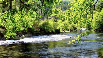 fiume fluente attraverso lussureggiante verdura con luce del sole filtraggio attraverso il le foglie la creazione di un' sereno scena video
