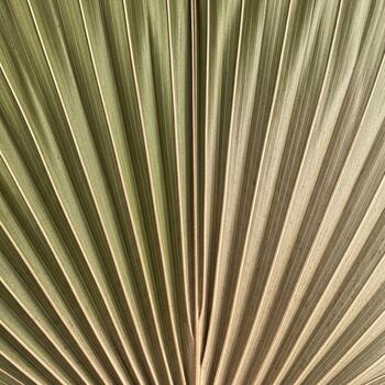 Close up abstract view of the radiating veins of a dried palm frond creating a natural fan pattern with subtle color variations photo