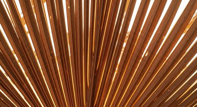 Abstract close up view of parallel brown palm frond ribs illuminated by warm backlighting creating a fan like pattern photo