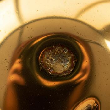 Microscopic view of a single celled organism with internal structures visible within its transparent body photo