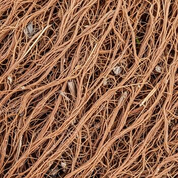 Close up view of a dense network of intertwined brown plant roots in soil showcasing intricate natural patterns photo
