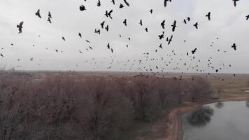 antenn se av en flock av fåglar. stor flock av gal tar flyg över bar träd och lugna vatten, skapande en dramatisk video