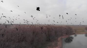 stor flock av gal tar flyg över bar träd och lugna vatten, skapande en dramatisk och atmosfärisk scen video