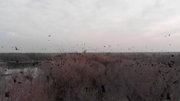 stor flock av gal tar flyg över bar träd och lugna vatten, skapande en dramatisk och atmosfärisk scen. video