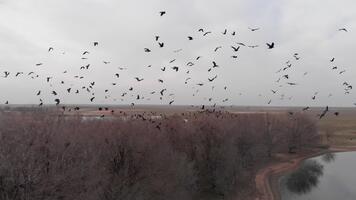 antenn se av en flock av fåglar. stor flock av gal tar flyg över bar träd och lugna vatten, skapande en dramatisk och atmosfärisk scen video