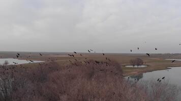 antenn se av en flock av fåglar. stor flock av gal tar flyg över bar träd och lugna vatten, skapande en dramatisk och atmosfärisk scen. video