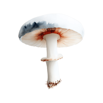 acquerello un' dettagliato Visualizza di un' bianca fungo con rosso branchie, isolato su trasparente sfondo, in mostra suo unico struttura e struttura png