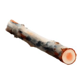 aquarelle une Célibataire patiné arbre branche avec une rugueux texture et visible anneaux sur le Couper fin, isolé sur une transparent Contexte png