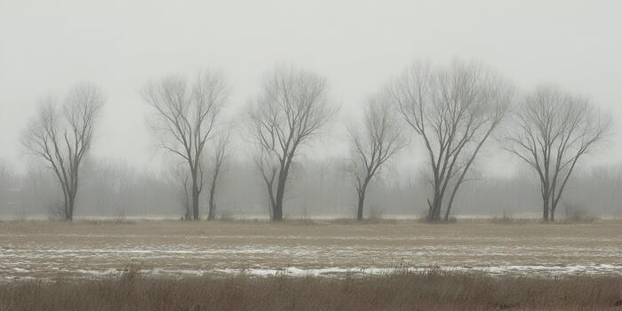 A line of bare trees stands across a snow dusted field on a hazy overcast winter day photo