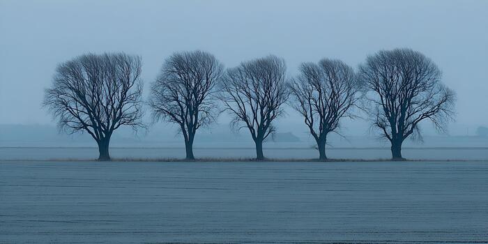 Five bare trees stand in a row across a misty winter field creating a serene landscape photo