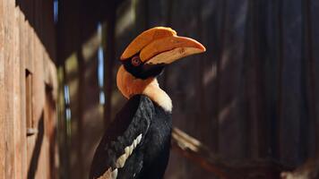 en fågel med en stor gul näbb sitter på en träd gren. en Zoo med flygande fåglar med fri tillgång till fåglar. en parkera för tukaner. video