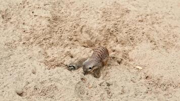 Little meerkats running on the sand in the zoo. Meerkats running and playing while running around the enclosure. video