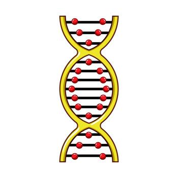 adn doble hélice estructura representando genética y Ciencias vector