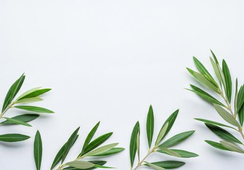 Fresh Green Olive Branches with Leaves Arranged on Clean White Background with Copy Space photo