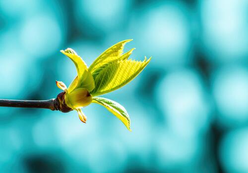 Fresh Green Leaf Bud on a Branch Against a Bright Blue Bokeh Background photo