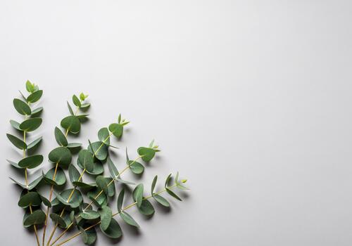Fresh Green Eucalyptus Branches with Leaves on Minimalist Gray Background Design photo