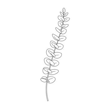 Minimalist line art illustration of a single silver dollar eucalyptus branch, showcasing its distinctive round leaves in a clean outline style. vector