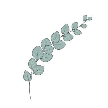 Delicate branch of eucalyptus with fine white veins on its leaves is depicted in a simple, elegant illustration. This single botanical stem is perfect for minimalist and modern design projects. vector