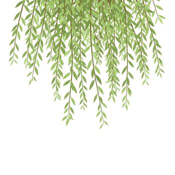 Graceful green leaves of a weeping willow tree hang down from the top of the frame, creating a natural border. This serene botanical illustration is isolated on a clean white background. vector