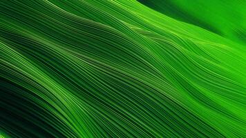 brillante verde hoja textura con un macro de cerca de tropical follaje creando un resumen naturaleza modelo video