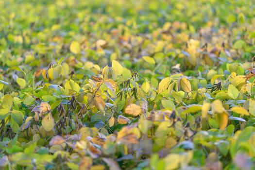 Large soybean fields, Vast expanses dedicated to soybean crop growth stretching far away, Extensive soybean farmland extending as far as eye can see with uniform crop coverage photo