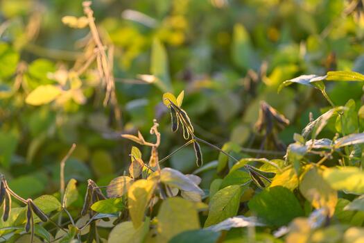 Soybean pod closeup, Highresolution image highlighting soybean pod and leaf details, Precise botanical photograph capturing soybean pod silhouette and intricate leaf venation photo