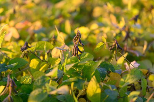 Patchwork soybean field with mixed leaf tones, biodiversity patches and pollinator habitat signs, regenerative farming context, rotation planning perspective, soft diffuse light photo