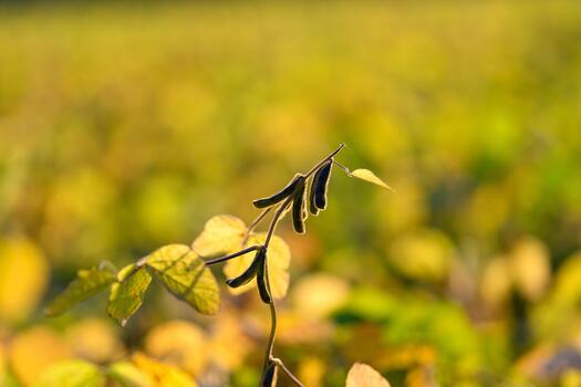 Sharp macro of dewcovered plant, Detailed macro image emphasizing plant stem texture, Precise macro photograph capturing dew droplets and intricate textures on plant stem photo