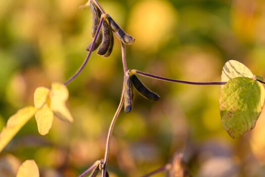 haba de soja planta detalles, íntimo botánico ver de haba de soja vainas y semilla texturas, exhaustivo de cerca exploración de haba de soja planta estructura y semilla desarrollo etapas foto
