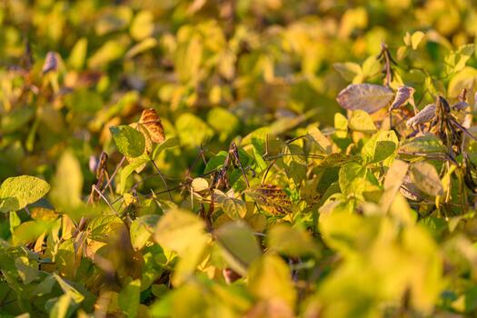 Golden soybean leaves glowing in sunlight, shallow depth of field capturing soft bokeh and leaf texture, lateseason warmth ideal for crop marketing and botanical stock photo