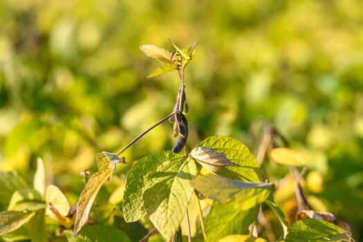Focus on soybean pod under warm sunlight, Visual details of soybean pod in late season conditions, Study of soybean pod with signs of aging in field environment photo