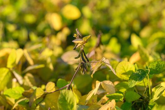 Golden soybean pod with dewdrop, closeup showing leaf texture, stem and early senescence, ideal for agronomy inspection and seed analysis, soft backlight creating warm glow photo