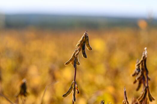 Soybean plant details, Closeup of soybean pods with tranquil landscape in background, Isolated soybean clusters with developing seeds and serene distant horizon scene photo