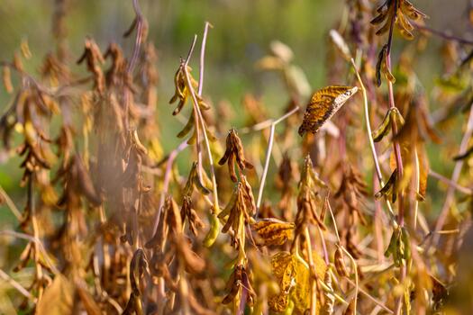 otoño haba de soja escenario, calentar otoño ajuste con texturizado haba de soja plantas y vainas, de cerca de iluminado por el sol haba de soja campos mostrando seco vainas en medio de otoño colores y texturizado tallos foto