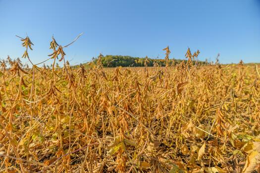 Vast summer crop landscape view, Open field with shimmering gold plants and distant trees, Sundrenched soybean plains under expansive blue sky with distant ridges photo
