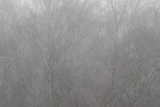 Veiled canopy and tranquil tones create peaceful setting for design, Softly obscured trees and gentle desaturated hues evoke atmosphere of calm and solitude for creative projects photo