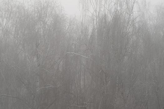 Fog blurs birch trunks into abstraction where fine twigs create intricate patterns, highkey monochrome palette emphasizes texture and graphic organic forms for backgrounds photo