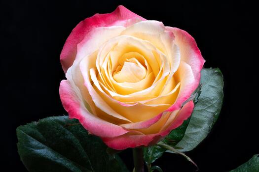 Highresolution image showcasing intricate rose petal textures and details, Studio shot emphasizing complex patterns and tiny droplets on delicate twotone rose petals photo