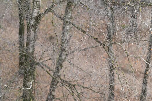 Frosted branches in soft light, Bare branches coated with icy crystals in pale illumination, Icecovered twigs forming tangled pattern against muted brown background photo