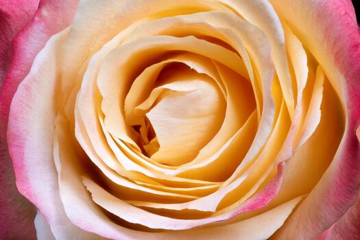 Macro spiral cream pink petals reveal intricate texture and layered forms, high resolution detail emphasizes curves and natural geometry, suitable for pattern and art prints photo